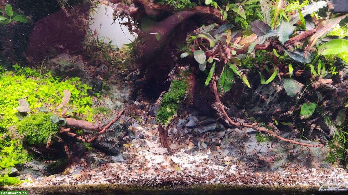 Bild 3: 🦐 Zwerggarnelen abzugeben – Raccoon Tiger (Caridina) – Komplettabgabe