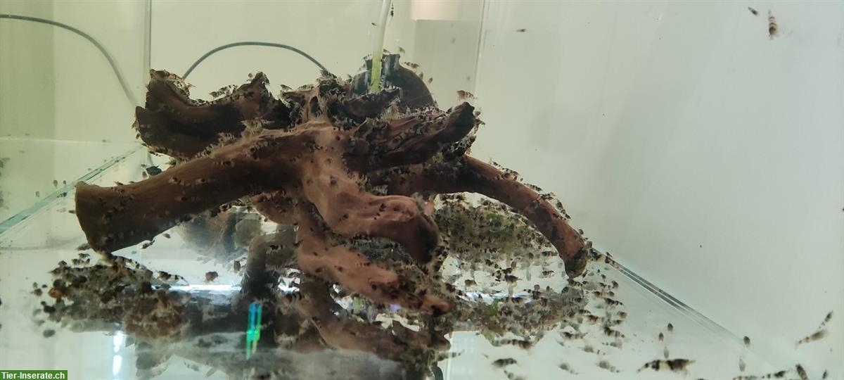 Bild 4: 🦐 Zwerggarnelen abzugeben – Raccoon Tiger (Caridina) – Komplettabgabe