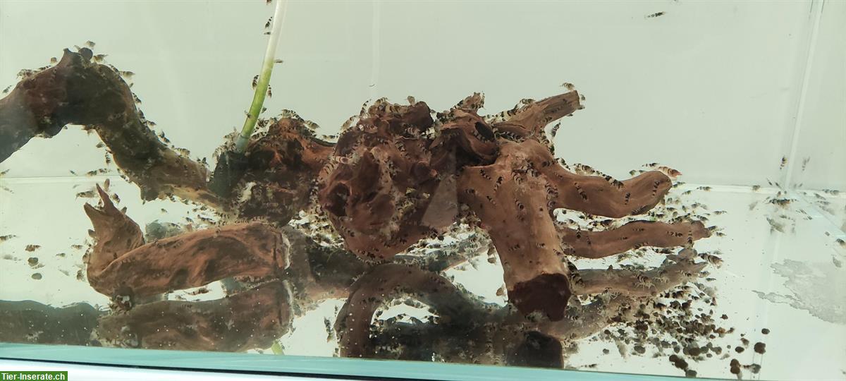 Bild 5: 🦐 Zwerggarnelen abzugeben – Raccoon Tiger (Caridina) – Komplettabgabe