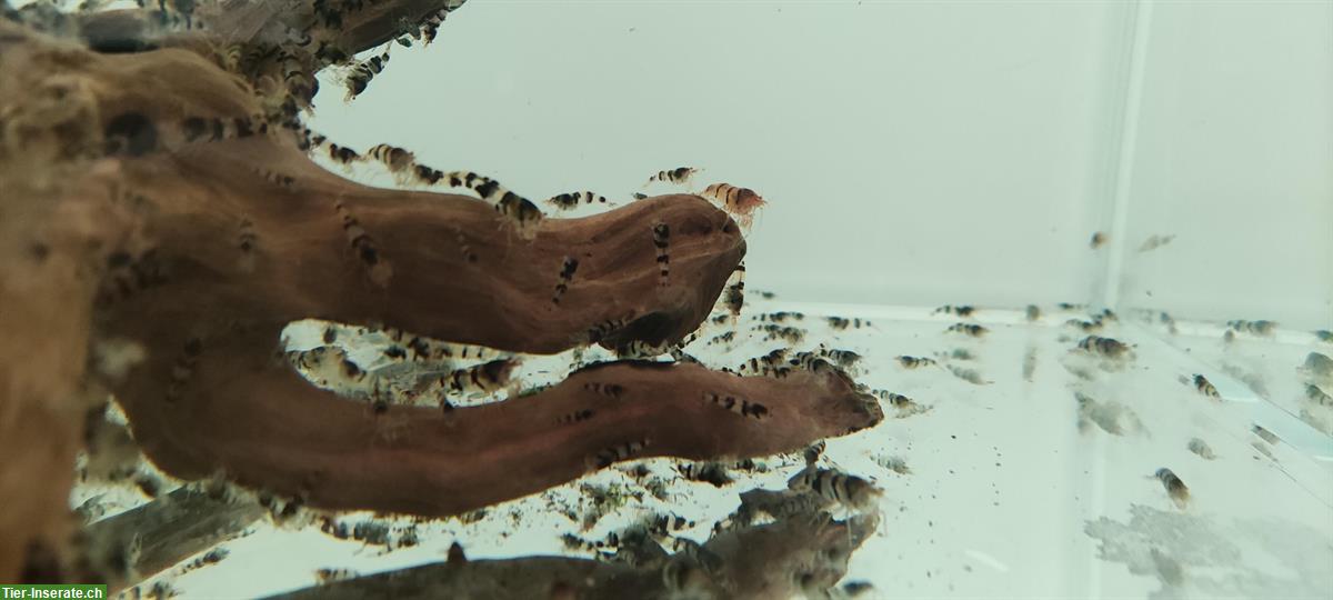 Bild 6: 🦐 Zwerggarnelen abzugeben – Raccoon Tiger (Caridina) – Komplettabgabe
