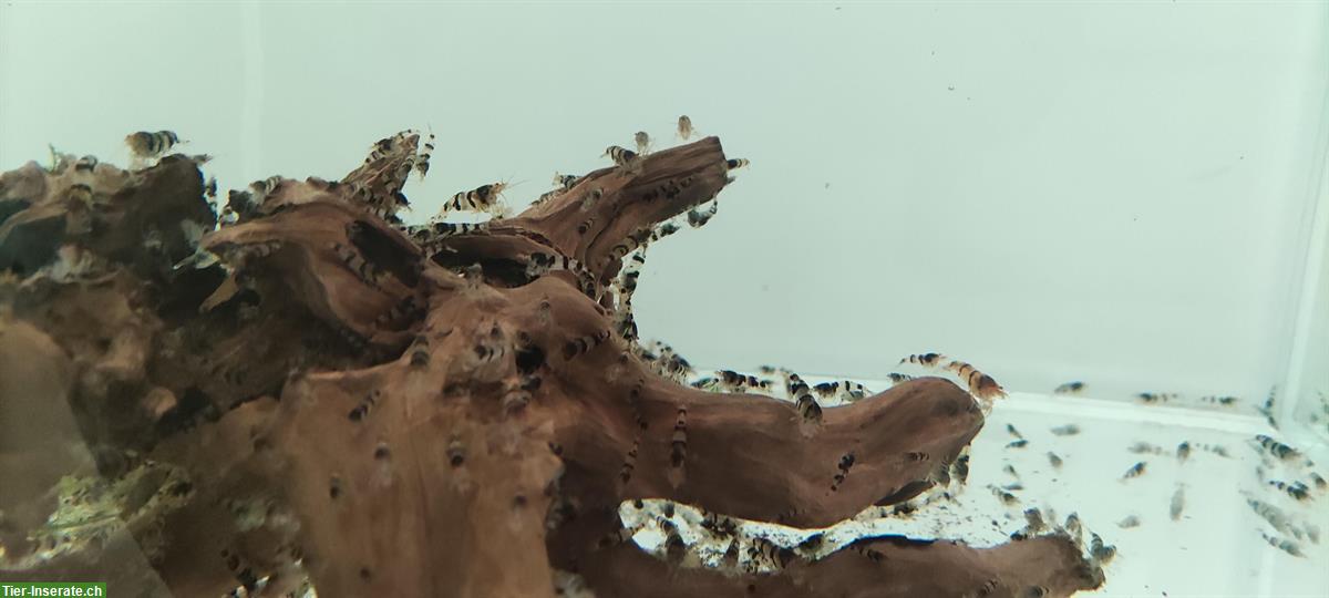 Bild 7: 🦐 Zwerggarnelen abzugeben – Raccoon Tiger (Caridina) – Komplettabgabe