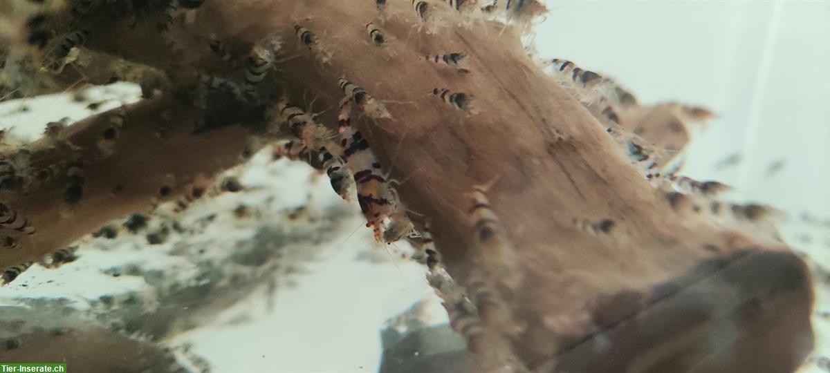 Bild 8: 🦐 Zwerggarnelen abzugeben – Raccoon Tiger (Caridina) – Komplettabgabe