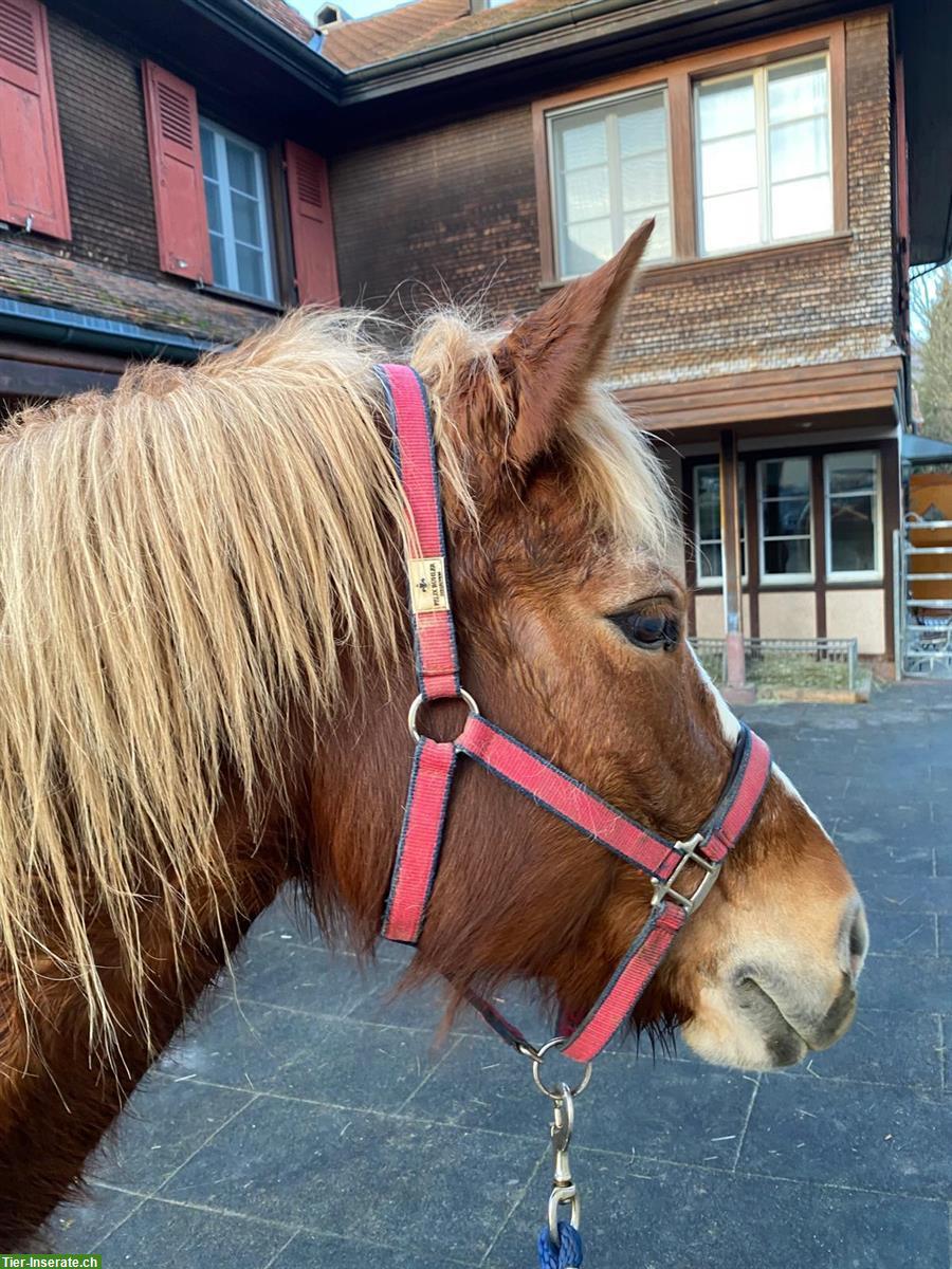 Liebevolle Freiberger Stute Liberty – ein echtes Herzenspferd