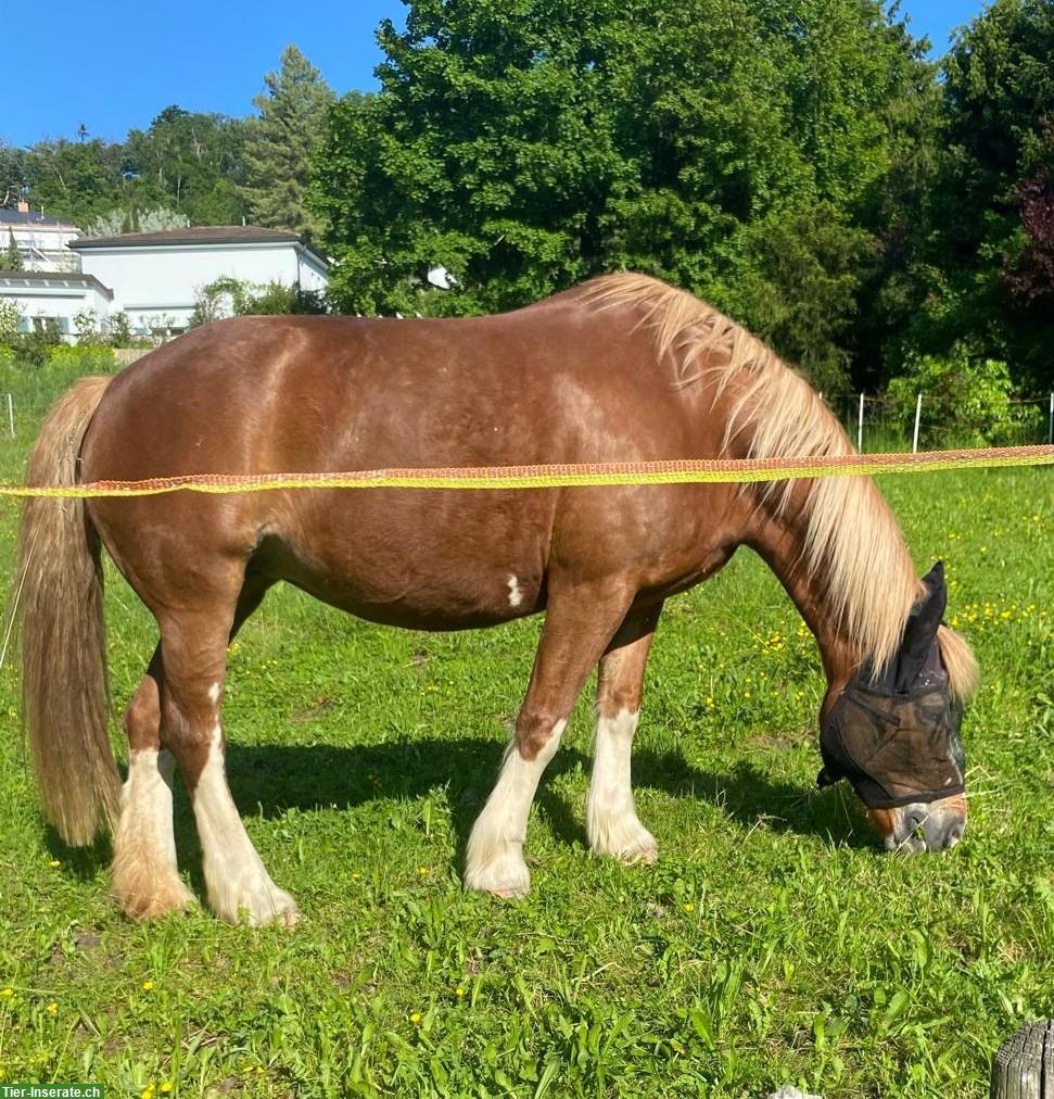 Bild 2: Liebevolle Freiberger Stute Liberty – ein echtes Herzenspferd