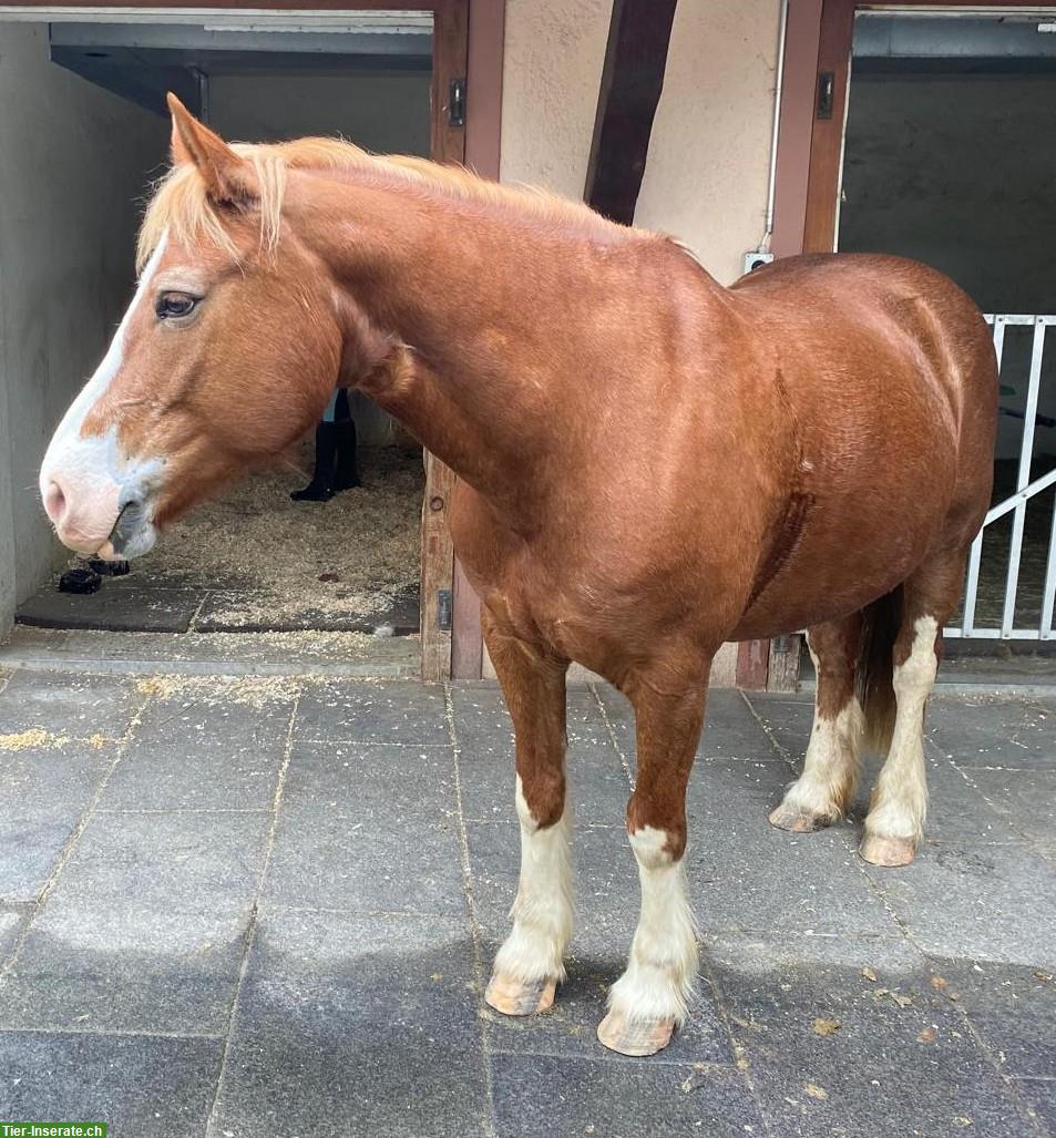 Bild 3: Liebevolle Freiberger Stute Liberty – ein echtes Herzenspferd
