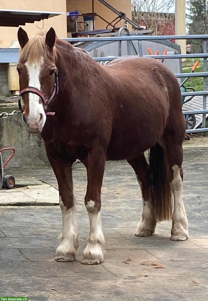 Bild 4: Liebevolle Freiberger Stute Liberty – ein echtes Herzenspferd