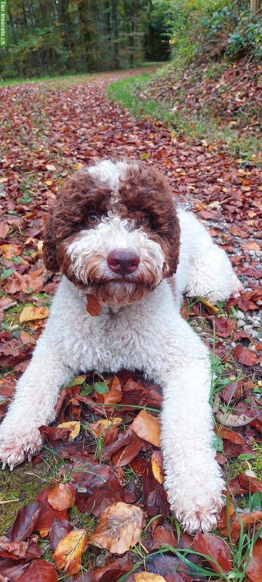Flexible, liebevolle Hundebetreuung oder Dogsharing gesucht