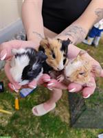 Junge Meerschweinchen in schwarz-weiss und tricolor