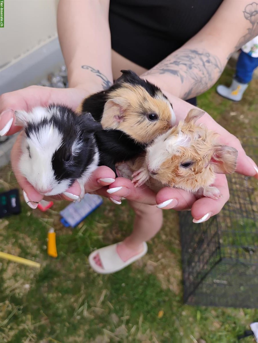 Bild 2: Junge Meerschweinchen in schwarz-weiss und tricolor