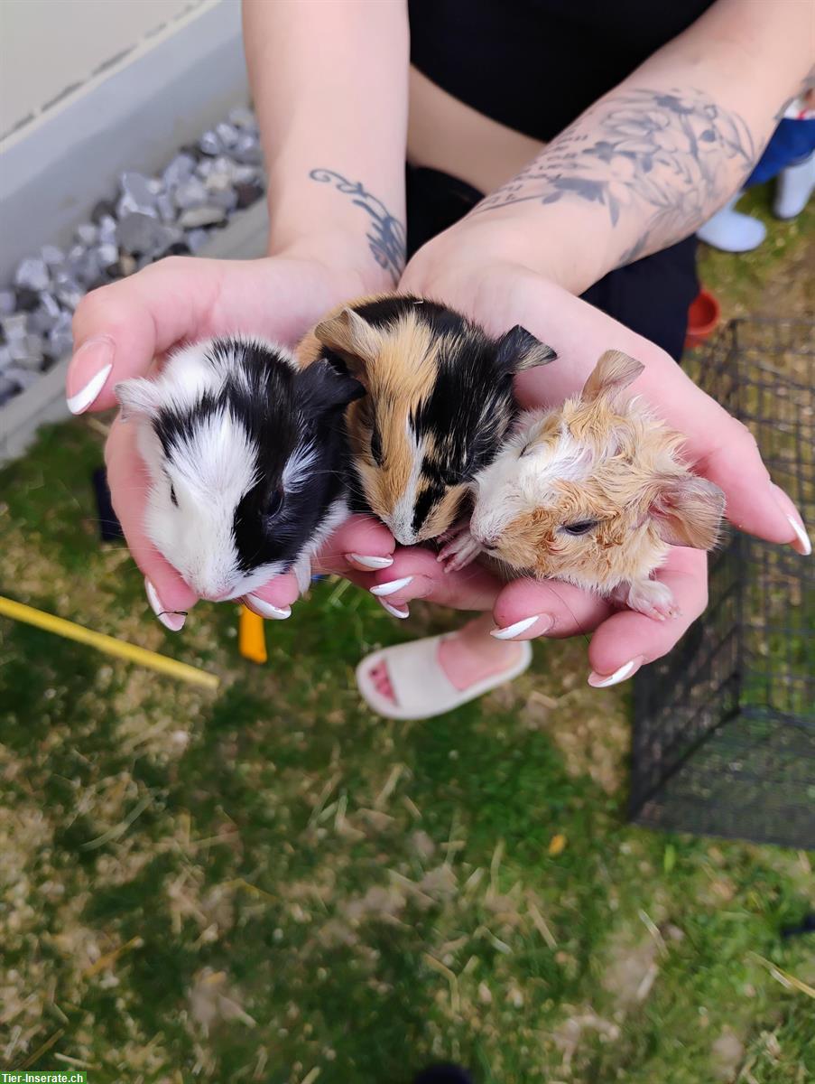 Bild 3: Junge Meerschweinchen in schwarz-weiss und tricolor