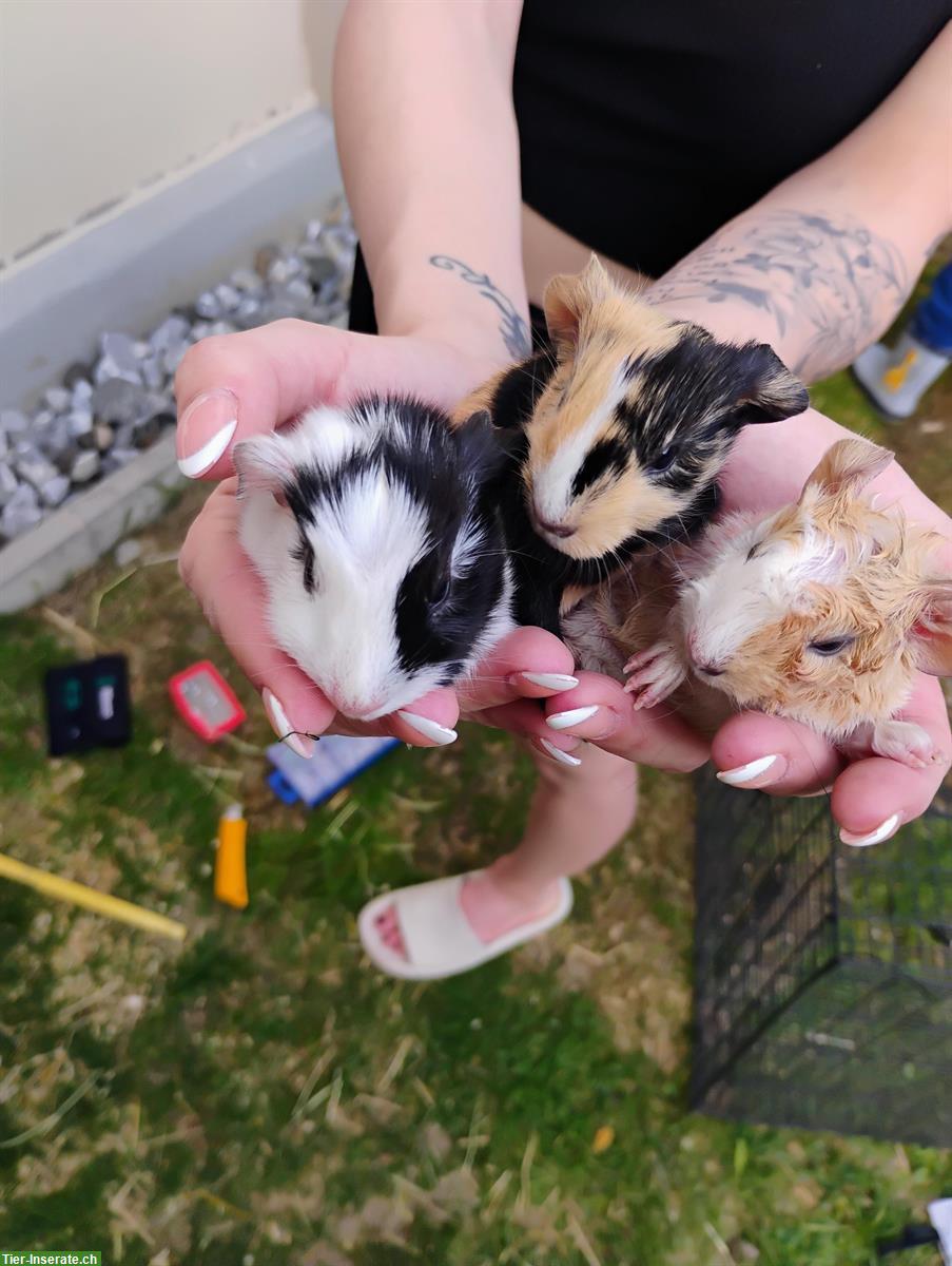 Bild 4: Junge Meerschweinchen in schwarz-weiss und tricolor