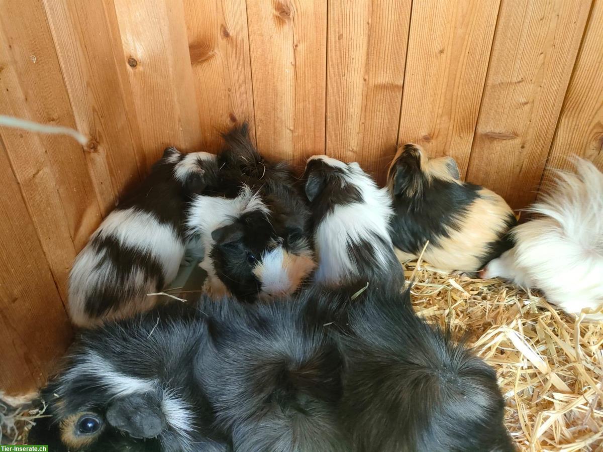 Bild 5: Junge Meerschweinchen in schwarz-weiss und tricolor
