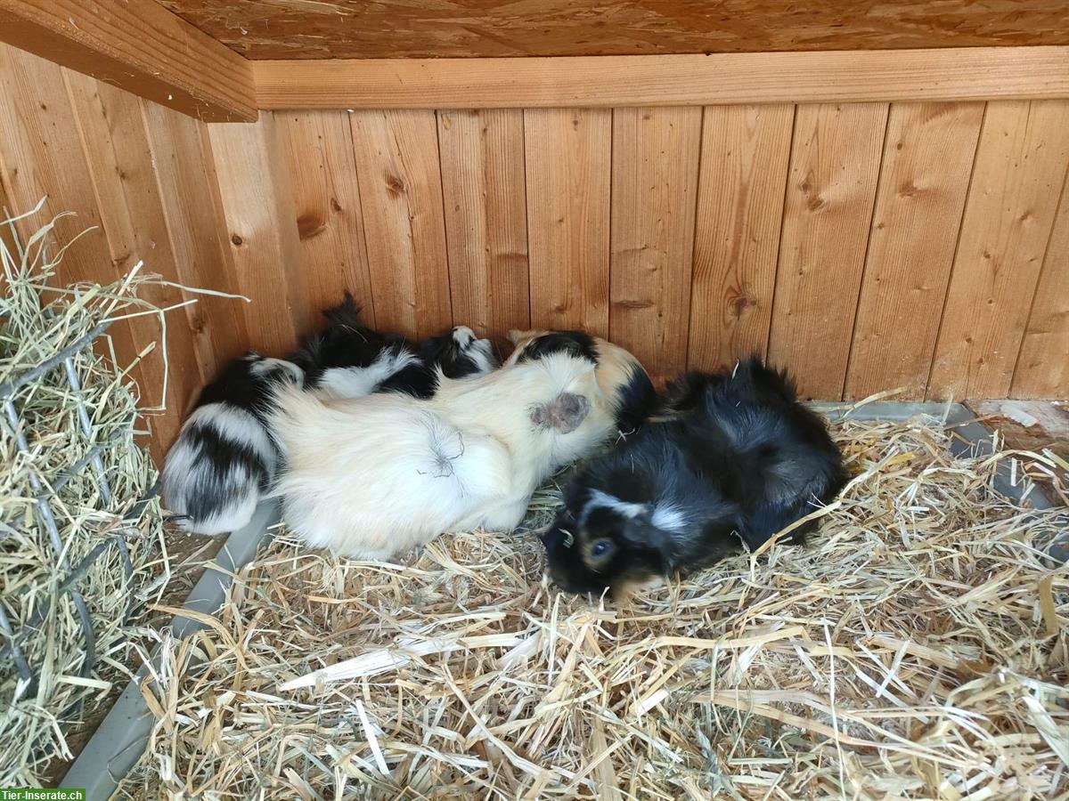 Bild 6: Junge Meerschweinchen in schwarz-weiss und tricolor
