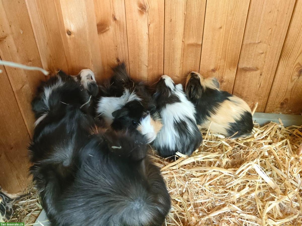 Bild 7: Junge Meerschweinchen in schwarz-weiss und tricolor