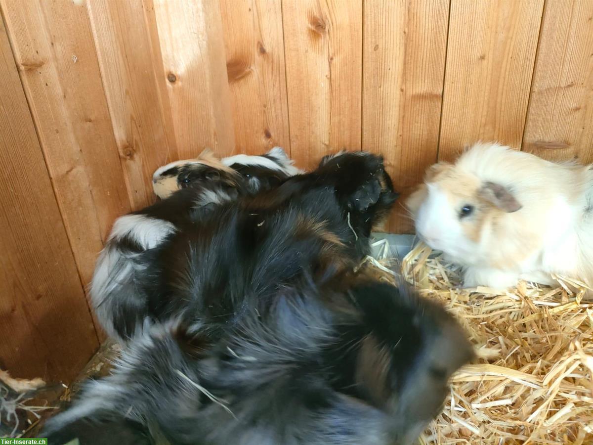 Bild 8: Junge Meerschweinchen in schwarz-weiss und tricolor