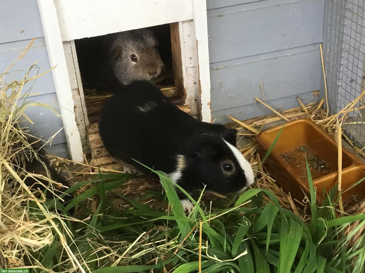 3 Meerschweinen männlich komplett mit Käfig zu verkaufen