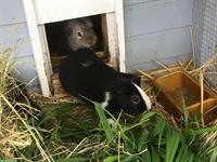 3 Meerschweinen männlich komplett mit Käfig zu verkaufen