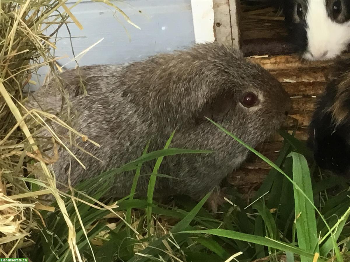 Bild 2: 3 Meerschweinen männlich komplett mit Käfig zu verkaufen