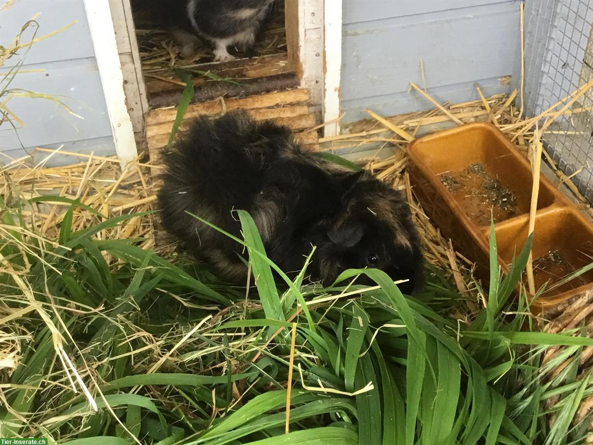 Bild 3: 3 Meerschweinen männlich komplett mit Käfig zu verkaufen