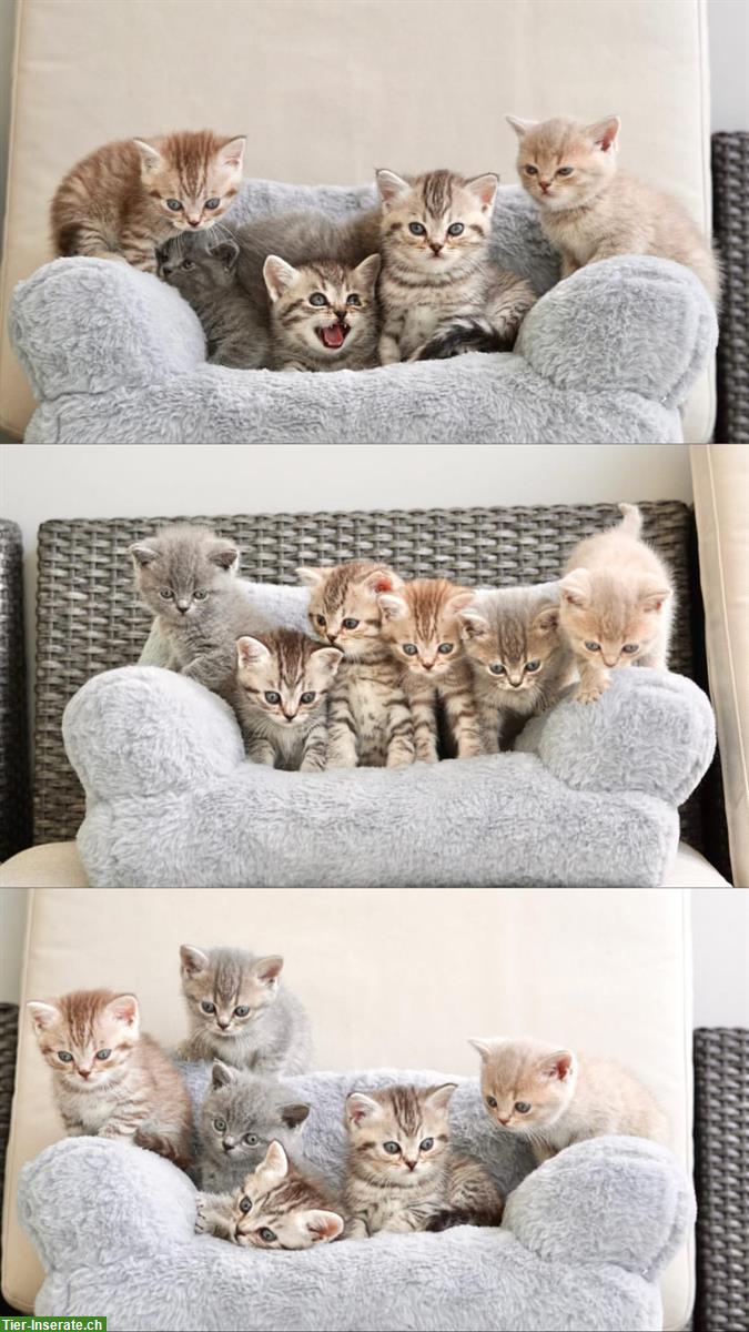 Süße BKH Kitten aus liebevoller Hobbyzucht