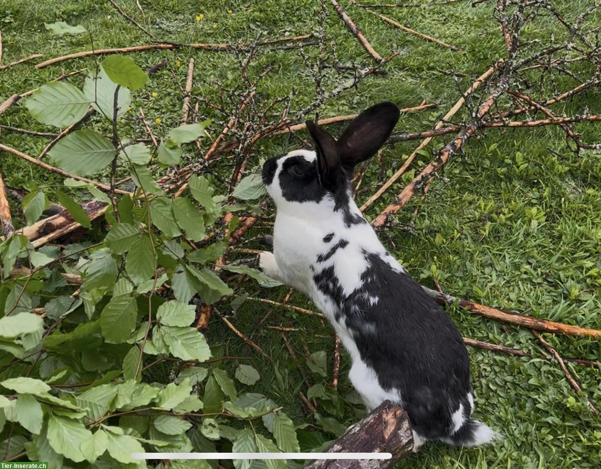 Liebe, handzahme Kaninchen abzugeben