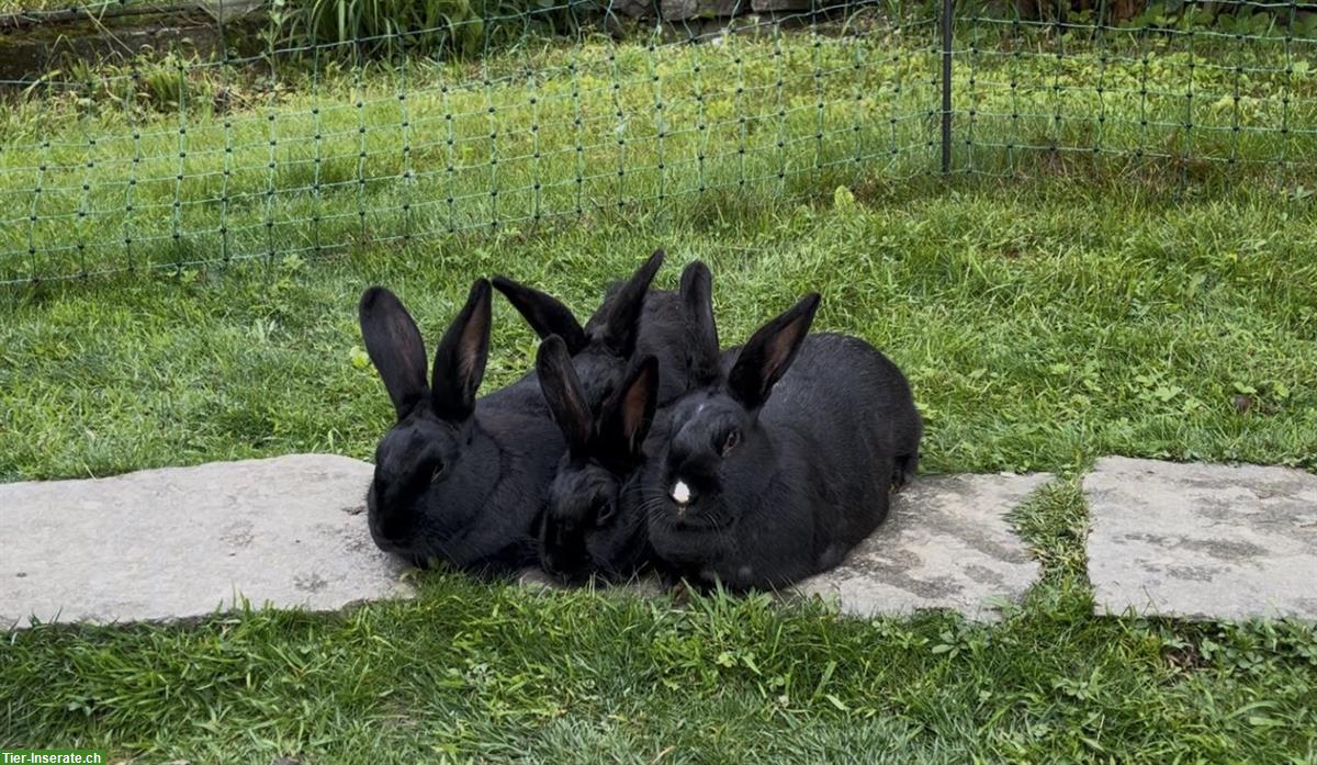Bild 2: Liebe, handzahme Kaninchen abzugeben