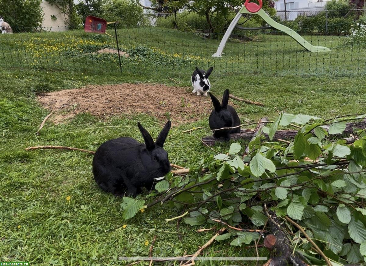 Bild 3: Liebe, handzahme Kaninchen abzugeben