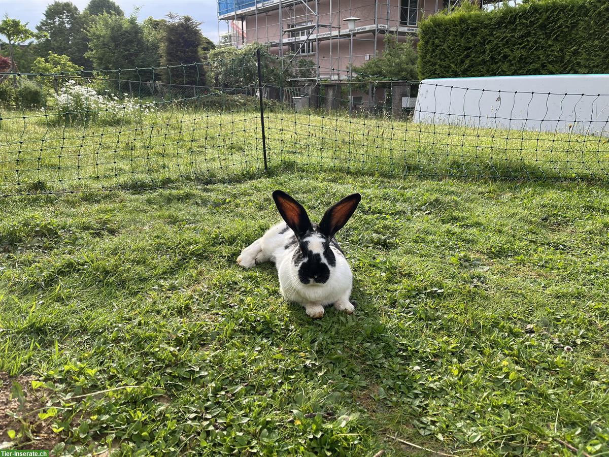 Bild 4: Liebe, handzahme Kaninchen abzugeben
