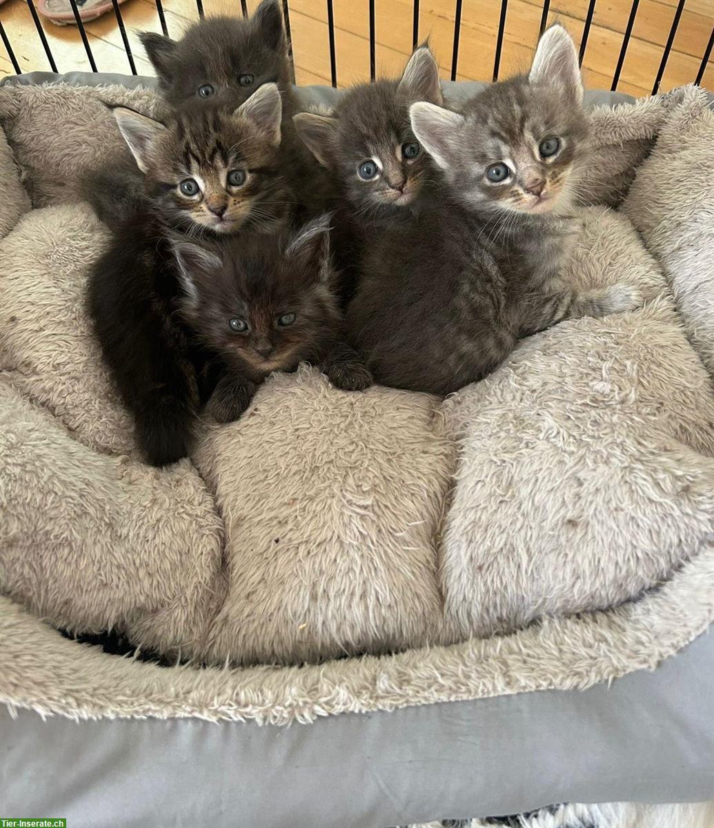 Maine Coon Kätzchen suchen ein neues Zuhause