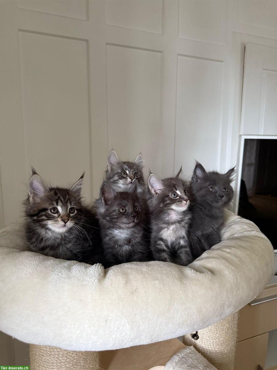 Bild 2: Maine Coon Kätzchen suchen ein neues Zuhause