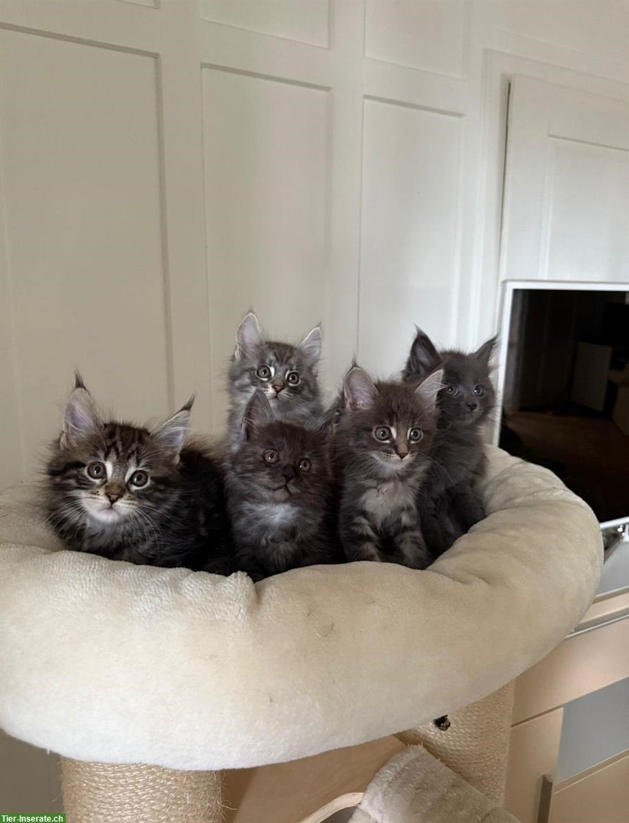 Bild 3: Maine Coon Kätzchen suchen ein neues Zuhause