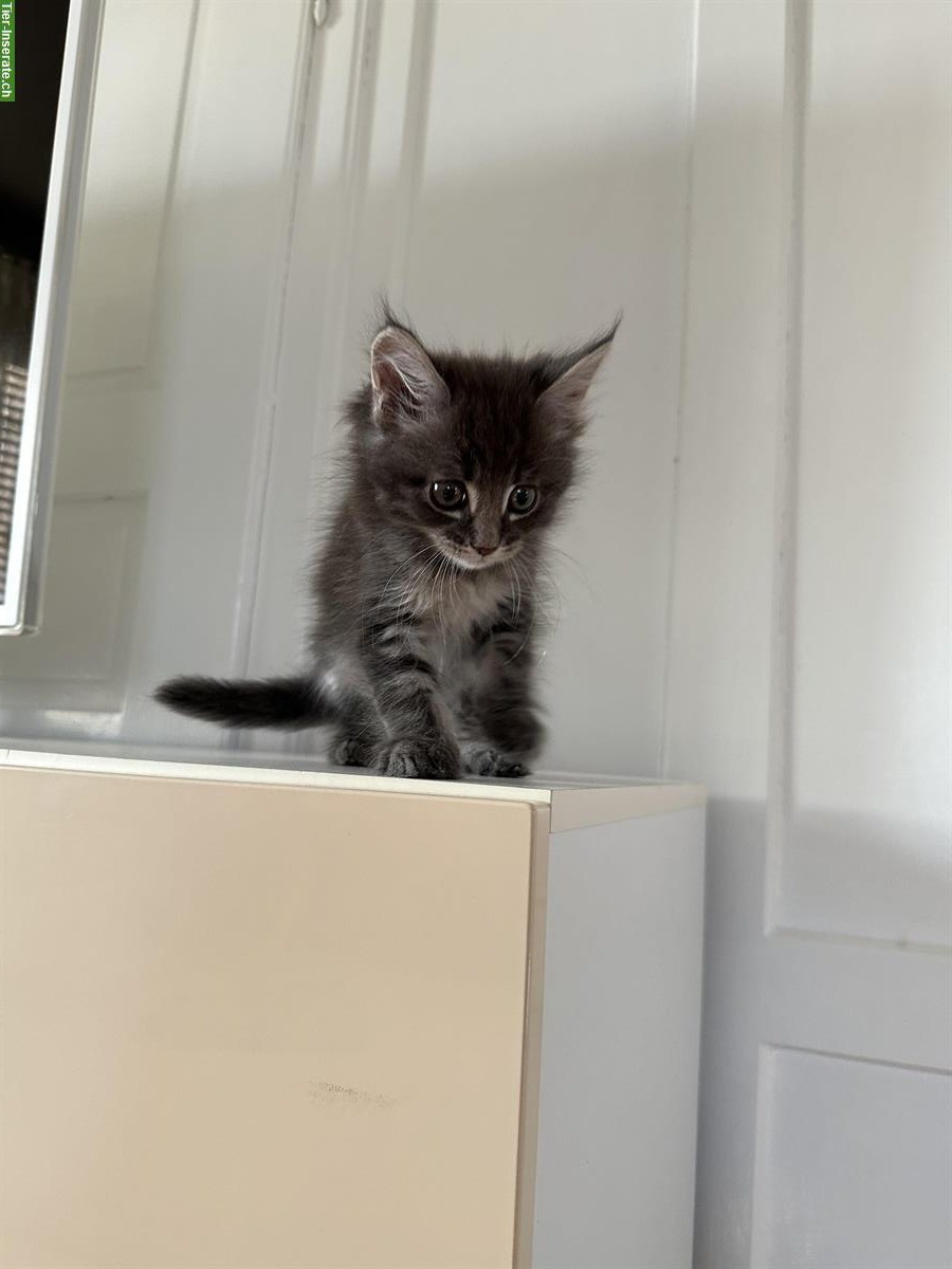Bild 4: Maine Coon Kätzchen suchen ein neues Zuhause