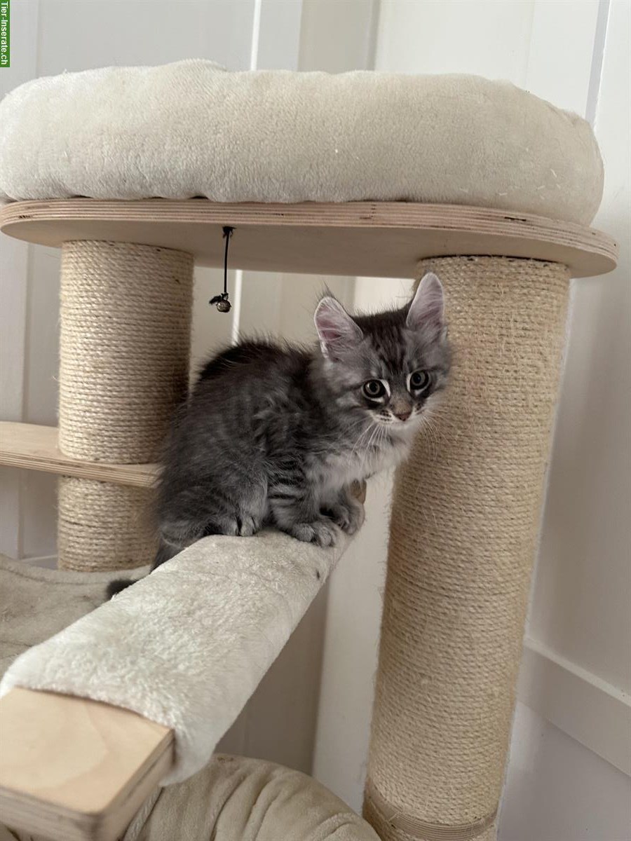 Bild 5: Maine Coon Kätzchen suchen ein neues Zuhause