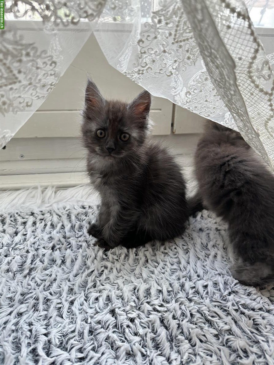 Bild 6: Maine Coon Kätzchen suchen ein neues Zuhause