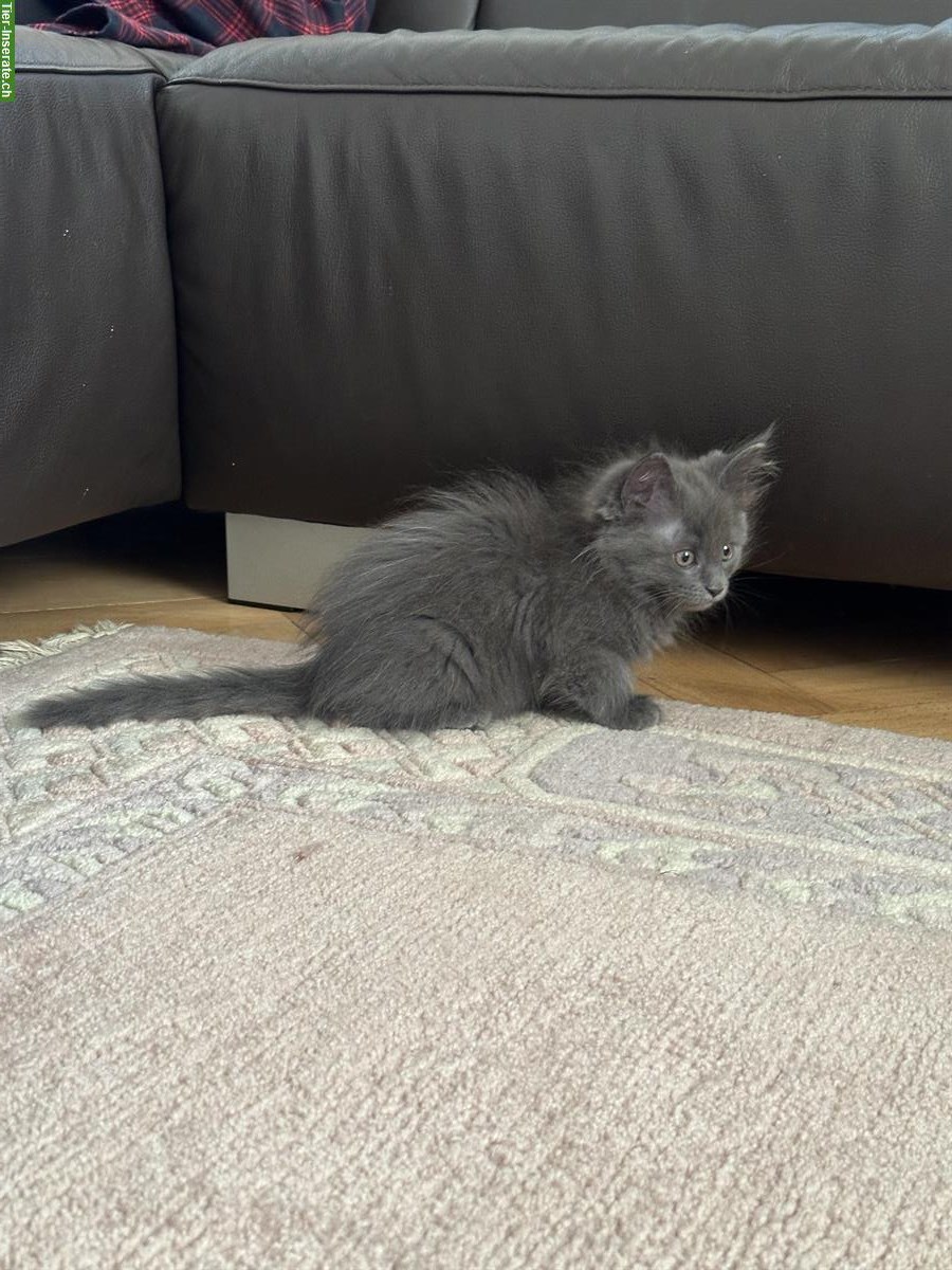 Bild 7: Maine Coon Kätzchen suchen ein neues Zuhause