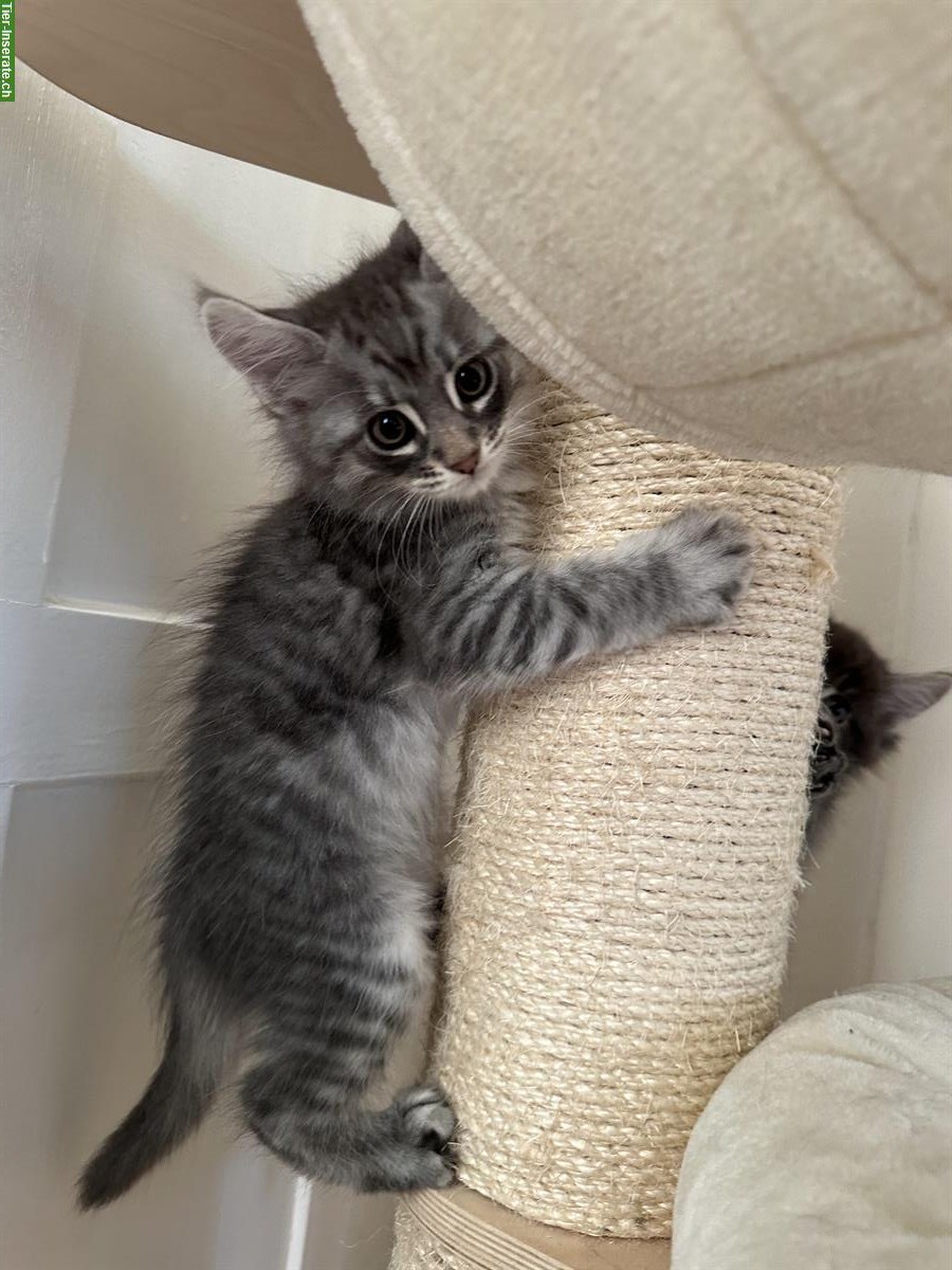 Bild 8: Maine Coon Kätzchen suchen ein neues Zuhause