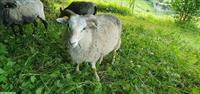 Schafböckli Guteschaf / Gehörntes Gotlandschaf