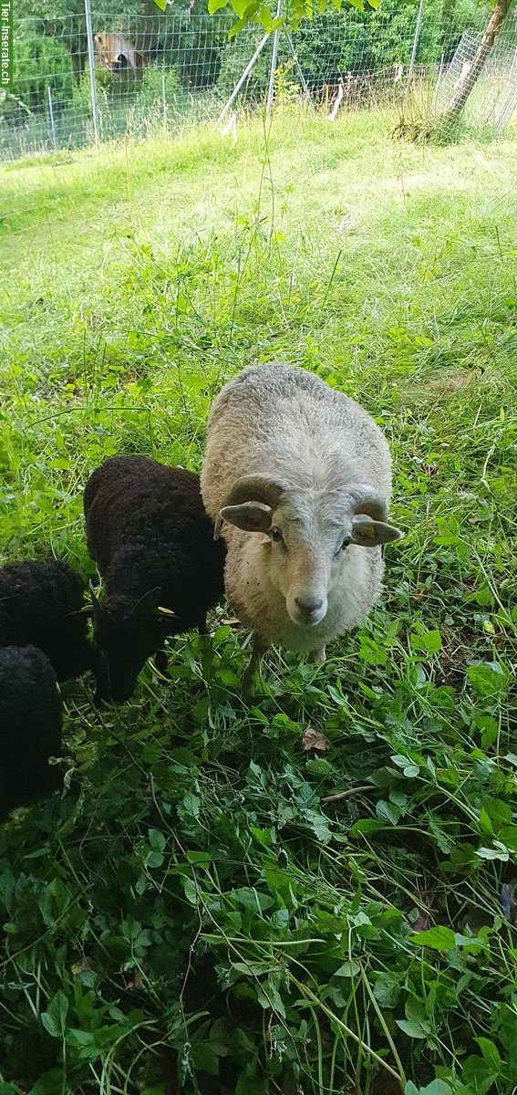 Bild 2: Schafböckli Guteschaf / Gehörntes Gotlandschaf