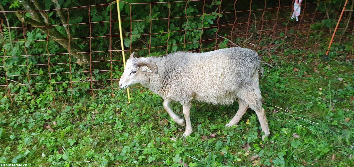 Bild 3: Schafböckli Guteschaf / Gehörntes Gotlandschaf