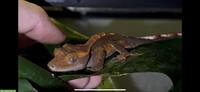 Kronengecko diverse Jungtiere, Weibchen und Männchen