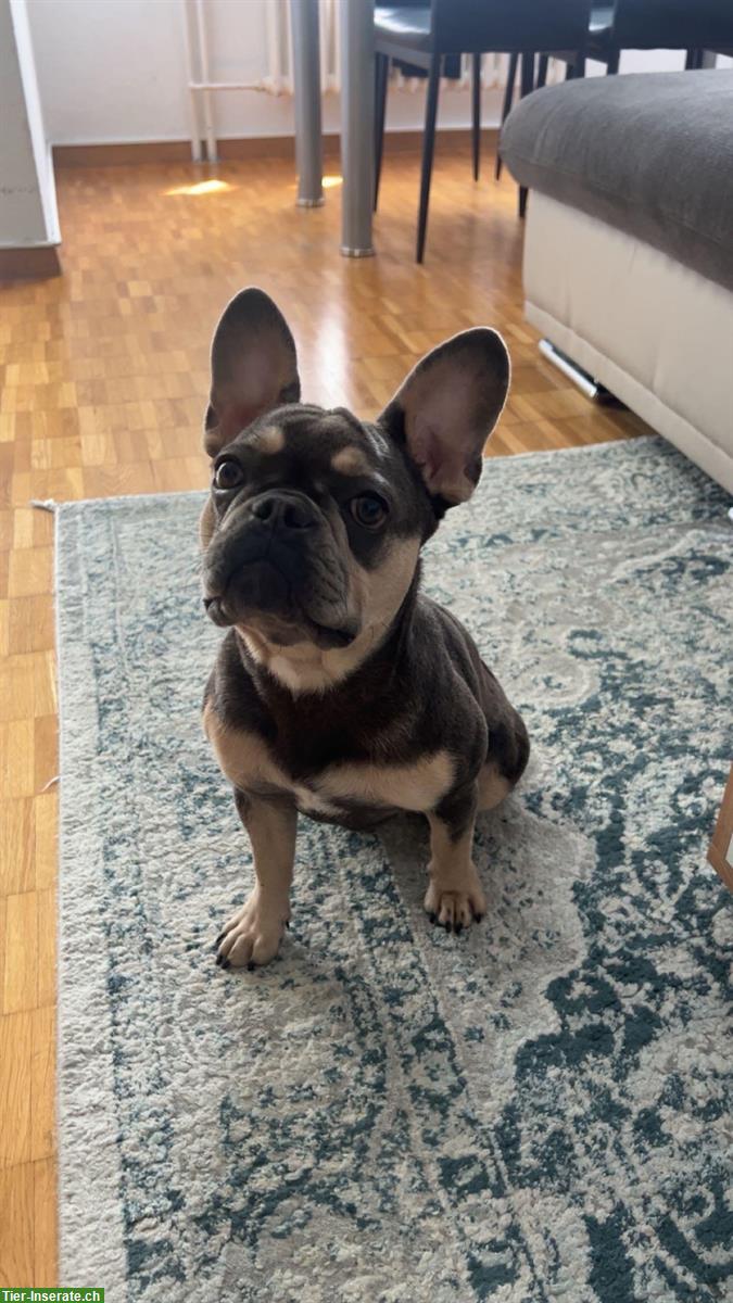 Französische Bulldogge Welpe, weiblich, 8 Monate