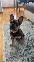Französische Bulldogge Welpe, weiblich, 8 Monate