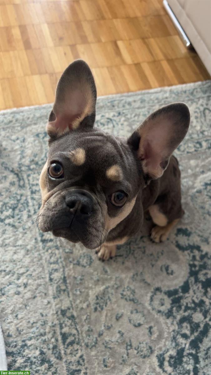 Bild 2: Französische Bulldogge Welpe, weiblich, 8 Monate