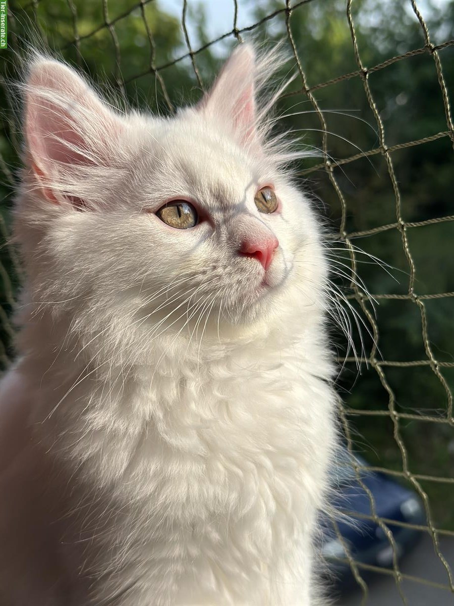 Junger weißer Maine Coon mix Kater