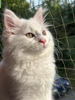 Junger weißer Maine Coon mix Kater