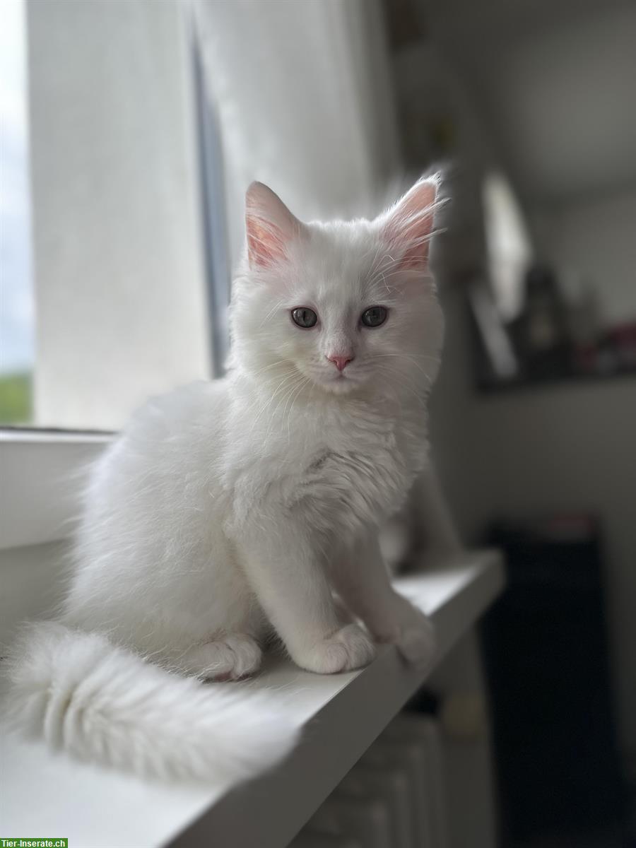 Bild 2: Junger weißer Maine Coon mix Kater