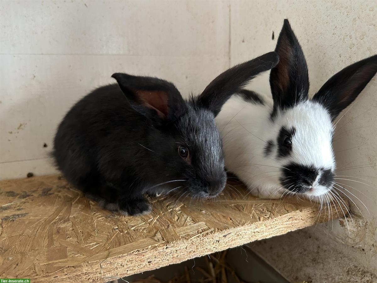 Bild 3: Junge Kaninchen, männlich und weiblich