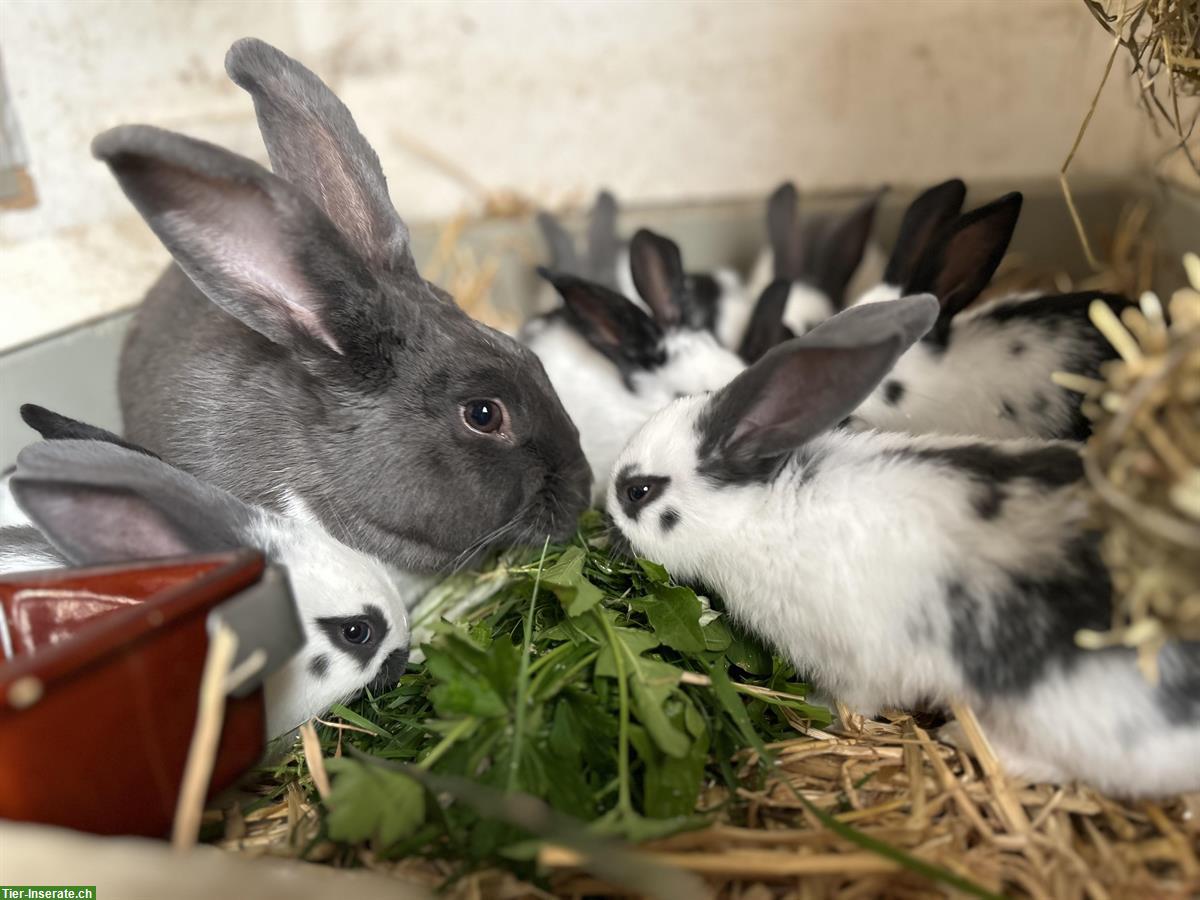 Bild 4: Junge Kaninchen, männlich und weiblich