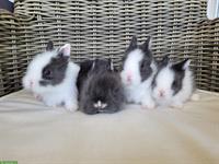 Kleinbleibende Zwergkaninchen 🐰 Teddy x Farbenzwergli