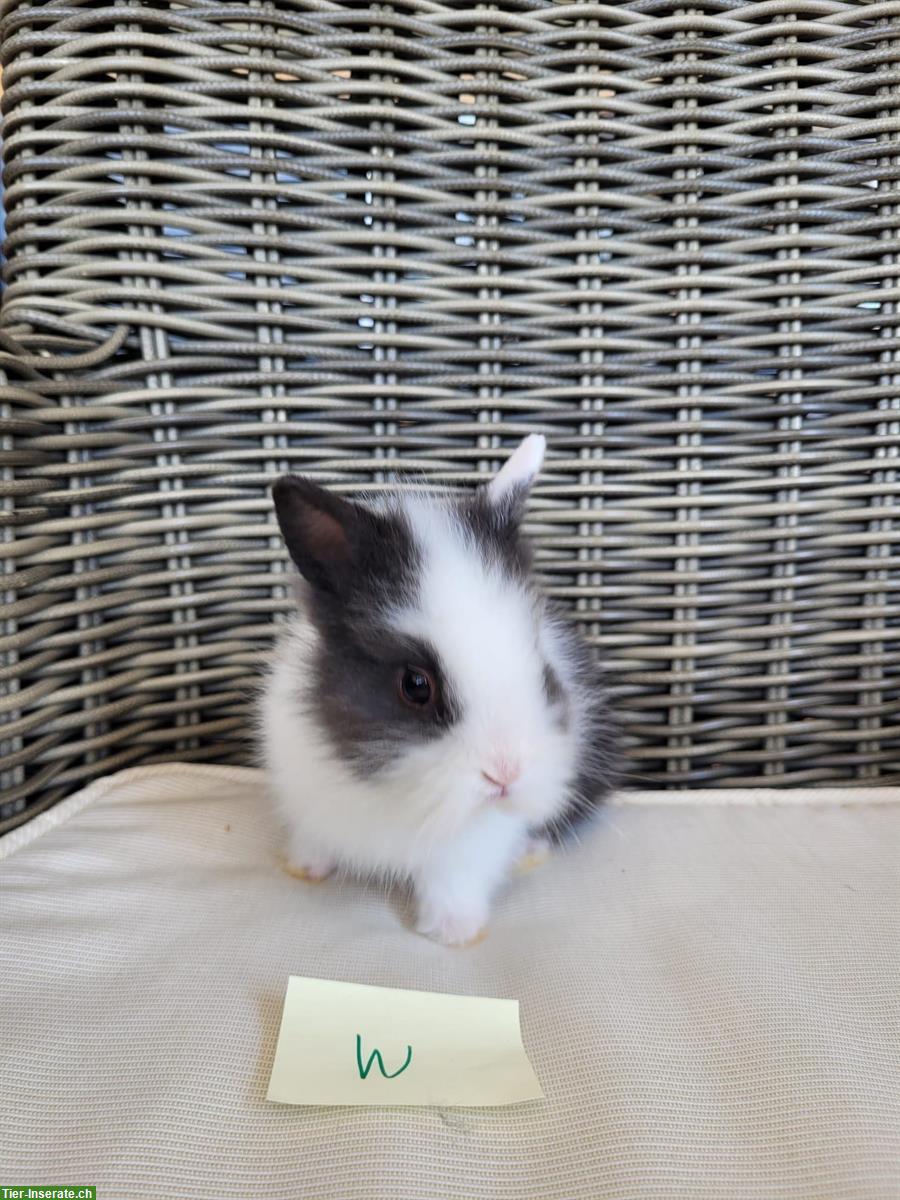 Bild 3: Kleinbleibende Zwergkaninchen 🐰 Teddy x Farbenzwergli
